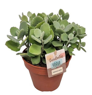 Kalanchoe Millotii Flowering Houseplant – 14cm Pot
