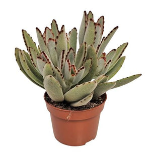Panda Plant (Kalanchoe tomentosa) – 10cm Pot