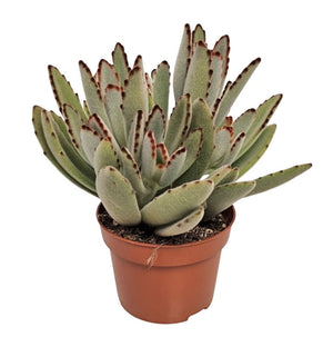 Panda Plant (Kalanchoe tomentosa) – 10cm Pot