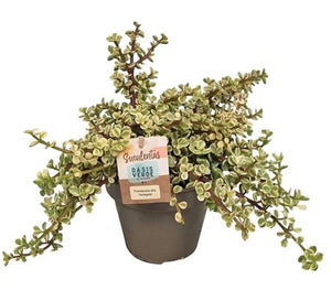 Variegated Portulaca Plant – 14cm Pot