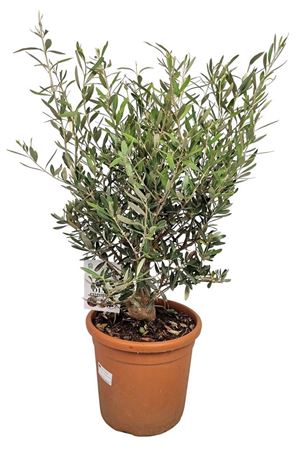 Olive Tree (Olea europaea) – 24cm Pot, 80cm High