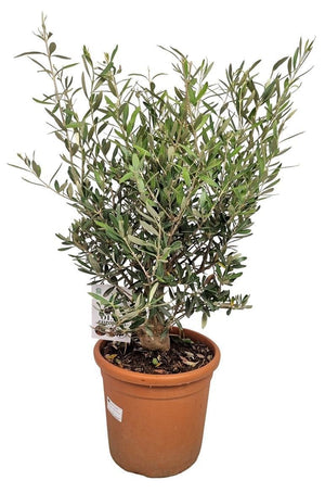 Olive Tree (Olea europaea) – 24cm Pot, 80cm High