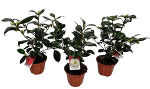 Mixed Camellia Flowering Plant – 13cm Pot