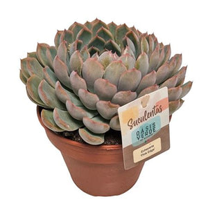 Echeveria Pink Edge Succulent – 14cm Pot