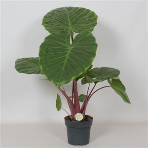 Alocasia Imperial Red – 21cm Pot, 110cm Tall