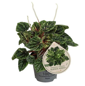 Peperomia Caperata ‘Pep Buenos Aires’ – 12cm Pot
