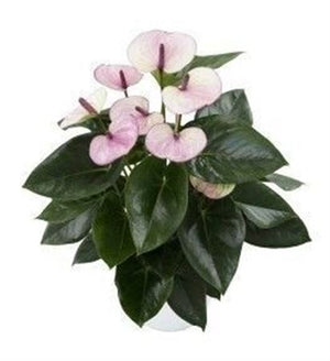 Purple and White Anthurium – 14cm Pot, 45cm High