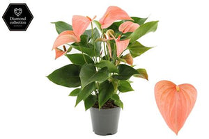Pink Anthurium 'Festivo Salmon' – 14cm Pot
