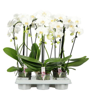 White Phalaenopsis Orchid ‘Bellagio’ – 12cm Pot