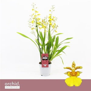 Yellow Oncidium Orchid – 12cm Pot, 50cm High
