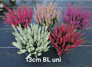 Beauty Ladies Red Heather (Calluna vulgaris) – 13cm Pot