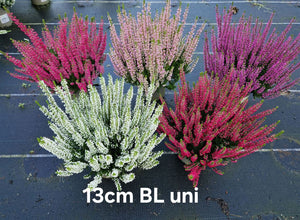 Beauty Ladies Red Heather (Calluna vulgaris) – 13cm Pot