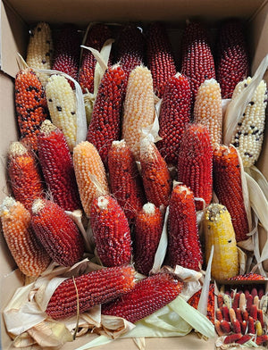 Zea Mays Ornamental Corn Foliage