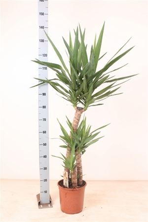 Yucca Houseplant (Yucca) – 24cm Pot, 155cm High