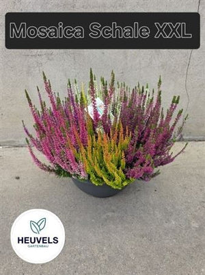 Mixed Calluna Vulgaris Heather – 30cm Pot