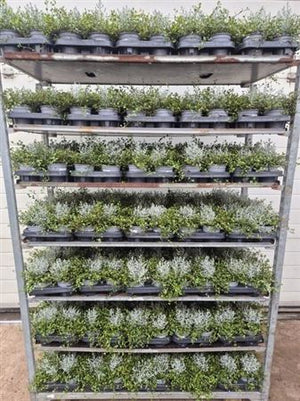 Silver Bush (Leucophyta brownii) – 10.5cm Pot