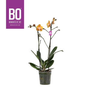 Orange Phalaenopsis Orchid ‘Las Vegas’ – 12cm Pot
