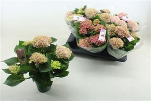 Pink Hydrangea macrophylla ‘Magic Revolution’ – 12cm Pot