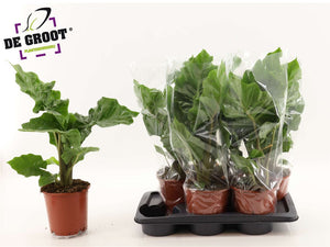 Alocasia Low Rider – 17cm Pot, 55cm High