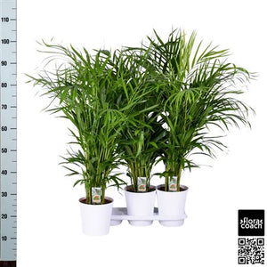 Areca Palm (Dypsis lutescens) – 17cm Pot, 90cm High