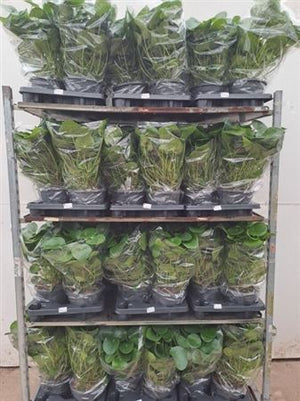 Chinese Money Plant (Pilea peperomioides) – 20cm Pot