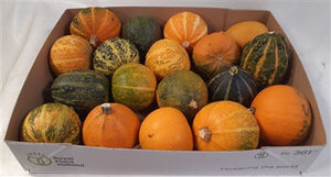 Ornamental Mini Pumpkins (Cucurbita pepo)