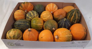 Ornamental Mini Pumpkins (Cucurbita pepo)