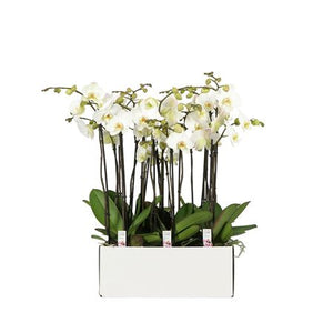 Phalaenopsis Orchid ‘Flower Power’ – 13cm Pot