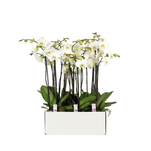 Phalaenopsis Orchid ‘Flower Power’ – 13cm Pot