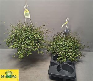 Maori Muehlenbeckia – 22cm Pot, 35cm High