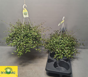 Maori Muehlenbeckia – 22cm Pot, 35cm High