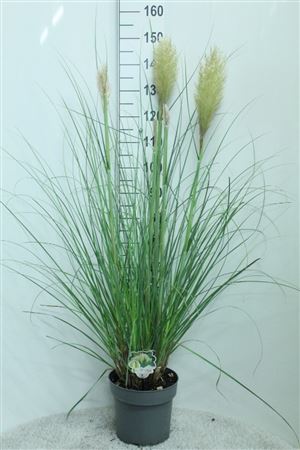 Pampas Grass ‘Pumila’ – 29cm Pot, 150cm Tall