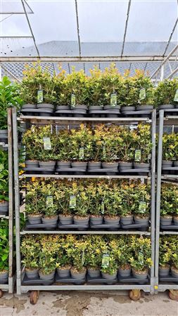 Osmanthus Goshiki ‘He Goshiki’ – 17cm Pot