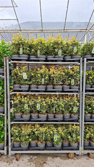 Osmanthus Goshiki ‘He Goshiki’ – 17cm Pot