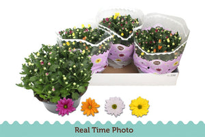 Mixed Chrysanthemum Houseplant – 23cm Pot