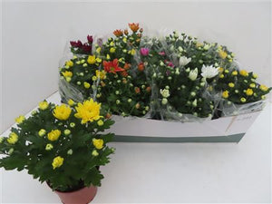 Mixed Chrysanthemum Houseplant – 12cm Pot