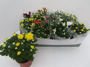 Mixed Chrysanthemum Houseplant – 12cm Pot
