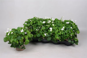 Oxalis triangularis ‘Papilinc’ – 12cm Pot
