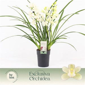 White Cymbidium Orchid – 14cm Pot, 50cm High