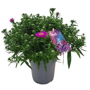 Purple Aster ‘Alpha Pink’ (Aster dumosus) – 12cm Pot