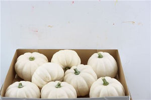White Ornamental Cucumber Fruit – 8 Pack
