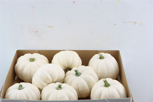 White Ornamental Cucumber Fruit – 8 Pack