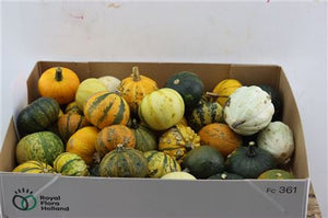 Mixed Ornamental Gourds (Cucurbita pepo)