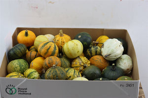 Mixed Ornamental Gourds (Cucurbita pepo)
