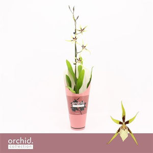 Oncidium Orchid – 12cm Pot, 60cm Tall
