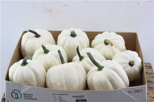 White Ornamental Cucumber Fruit – 9 Pack