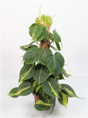 Philodendron scandens ‘Brasil’ – 15cm Pot, 50cm