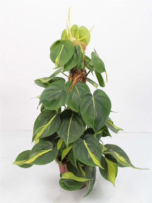 Philodendron scandens ‘Brasil’ – 15cm Pot, 50cm