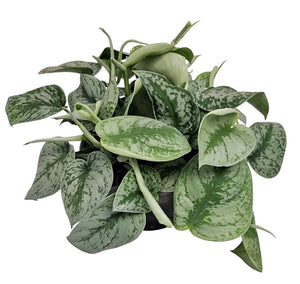 Scindapsus Trebie – 19cm Pot