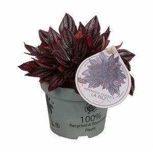 Peperomia Caperata ‘La Paz’ – 12cm Pot